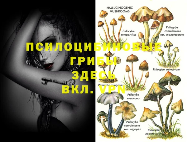 стаф Вязьма